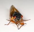 Macro image of cicada from brood II Royalty Free Stock Photo