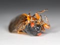 Macro image of cicada from brood II Royalty Free Stock Photo