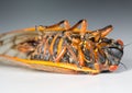 Macro image of cicada from brood II Royalty Free Stock Photo