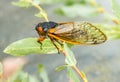 Macro image of cicada from brood II Royalty Free Stock Photo