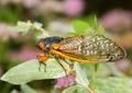 Macro image of cicada from brood II Royalty Free Stock Photo
