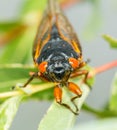 Macro image of cicada from brood II Royalty Free Stock Photo