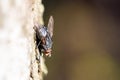 A macro image close up of a blowfly latin name Calliphora using selective focus Royalty Free Stock Photo