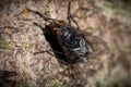 A macro image close up of a blowfly latin name Calliphora using selective focus Royalty Free Stock Photo