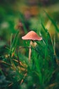 A Macro image close up of a conecap mushroom or latin name Genus Conocybe surrounded by grass