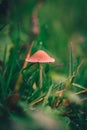 A Macro image close up of a conecap mushroom or latin name Genus Conocybe surrounded by grass