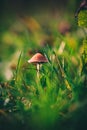 A Macro image close up of a conecap mushroom or latin name Genus Conocybe surrounded by grass