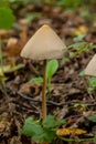 A Macro image close up of a conecap mushroom or latin name Genus Conocybe surrounded by grass