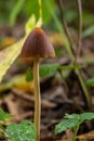 A Macro image close up of a conecap mushroom or latin name Genus Conocybe surrounded by grass