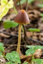 A Macro image close up of a conecap mushroom or latin name Genus Conocybe surrounded by grass