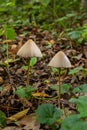 A Macro image close up of a conecap mushroom or latin name Genus Conocybe surrounded by grass