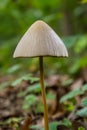 A Macro image close up of a conecap mushroom or latin name Genus Conocybe surrounded by grass