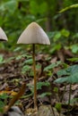 A Macro image close up of a conecap mushroom or latin name Genus Conocybe surrounded by grass