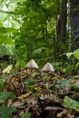 A Macro image close up of a conecap mushroom or latin name Genus Conocybe surrounded by grass