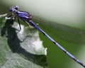 Macro image of a colorful blue dragonfly clinging to leaf in Lake Atitlan, Guatemala