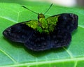 Macro image of a colorful and exotic fluorescent green butterfly sitting on leaf in the Amazon jungle inside the Madidi National