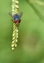 Common Green Bottle Fly (Lucilia sericata)