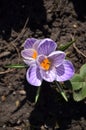 Macro image crocus early spring purple flower