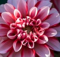 Macro image of dahlia `Red + White` Royalty Free Stock Photo
