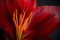 Macro Image of Dark Red Lily Pistils with Dark Background
