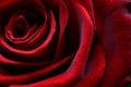 Macro image of a dark red rose Royalty Free Stock Photo