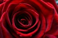 Macro image of a dark red rose in full bloom