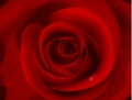 Macro image of dark red rose with water droplet.