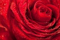 Macro image of dark red rose with water droplets. Royalty Free Stock Photo