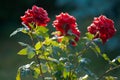 Macro image of dark red rose with water droplets. Extreme close-up Royalty Free Stock Photo