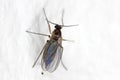 Macro image of a Dark-winged Fungus Gnat (Sciaridae) on wall of flat Royalty Free Stock Photo