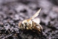 Macro image of a dead bee on a leaf of a declining beehive, plagued by the collapse of collapse and other diseases, use of Royalty Free Stock Photo