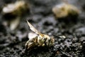 Macro image of a dead bee on a leaf of a declining beehive, plagued by the collapse of collapse and other diseases, use of Royalty Free Stock Photo
