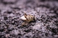 Macro image of a dead bee on a leaf of a declining beehive, plagued by the collapse of collapse and other diseases, use of