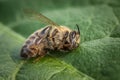 Macro image of a dead bee on a leaf from a hive in decline, plagued by the Colony collapse disorder and other diseases Royalty Free Stock Photo