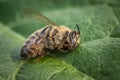 Macro image of a dead bee on a leaf from a hive in decline, plagued by the Colony collapse disorder and other diseases