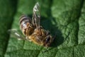 Macro image of a dead bee on a leaf from a hive in decline, plagued by the Colony collapse disorder and other diseases Royalty Free Stock Photo