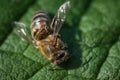 Macro image of a dead bee on a leaf from a hive in decline, plagued by the Colony collapse disorder and other diseases