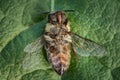 Macro image of a dead bee on a leaf from a hive in decline, plagued by the Colony collapse disorder and other diseases