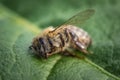 Macro image of a dead bee on a leaf from a hive in decline, plagued by the Colony collapse disorder and other diseases