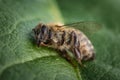 Macro image of a dead bee on a leaf from a hive in decline, plagued by the Colony collapse disorder and other diseases Royalty Free Stock Photo