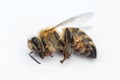 Macro image of a dead bee on a white background from a hive in d Royalty Free Stock Photo
