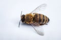 Macro image of a dead bee on a white background from a hive in d Royalty Free Stock Photo