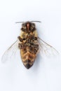 Macro image of a dead bee on a white background from a hive in d Royalty Free Stock Photo