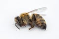 Macro image of a dead bee on a white background from a hive in d Royalty Free Stock Photo