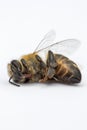 Macro image of a dead bee on a white background from a hive in d Royalty Free Stock Photo
