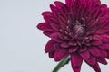 Macro photo of a purple pink Chrysanthemum flower with water droplets and green stalk Royalty Free Stock Photo