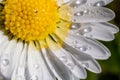 Macro image of dewy Daisy flower or Bellis perennis from Asteraceae family, close up of blooming spring meadow flowers Royalty Free Stock Photo