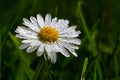 Macro image of dewy Daisy flower or Bellis perennis from Asteraceae family, close up of blooming spring meadow flowers Royalty Free Stock Photo