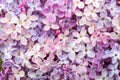 Macro image of different Lilac flowers. Gentle floral background. Selective focus