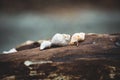 Close-up Image of Different Sea shells lying on a beach on sea background Royalty Free Stock Photo